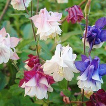 [모야모 꽃씨] 매발톱 5종 씨앗 세트