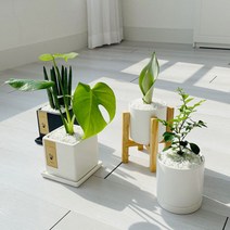cocooning 키우기 쉬운 실내 초보자 공기 정화 청정 식물, 사각화이트, 몬스테라