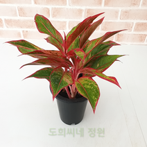 도희씨네 정원>> 립스틱 짙게바른 아글레오네마 오로라 120, 1개” class=”wr-img”></a></div></p></div></p></div></p></div><div class=