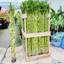 청년농부 개운죽 30 40 50 60 70 80cm 1m 중 택1 수경식물 1세트(10주), 60cm