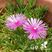 [나무인] 송엽국 사철채송화 여름꽃 12그루