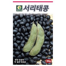 서리태콩 씨앗 600g, 단품없음