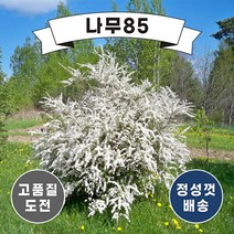 (나무85) 조팝나무 시리즈, 7.장미조팝 7치 화분