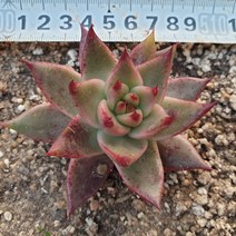 [수암다육] 비바체 랜덤발송 Echeveria agavoides sp. 랜덤발송 다육 다육이 다육식물 097