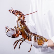 [직수입] 캐나다 활 랍스터 바닷가재 대왕 (600g/700g/1kg/1.5kg/2kg), 미디엄점보 2.3kg 내외