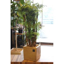 [개업/집들이선물]싱그러운 초록빛깔의 관상가치 높은 식물-폴리셔스