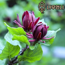 자주받침꽃 나무언니, 비너스 C2화분
