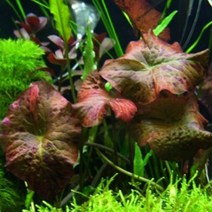 [수초] 레드 타이거 로터스 (1뿌리), 단품