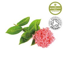 PGM*^몰오가닉 제라늄 에센셜오일 만들기용 마사지샵 향기 비누 DIY 다용도 캔들 피부영양 화장품^^췤pgm, ^^옵션*^10ml