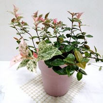 초설마삭줄 오색마삭줄 마삭줄키우기 쉬운 실내공기정화 식물 핑크화분, 단품