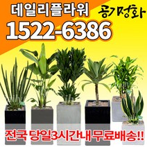 실내공기정화식물 미세먼지 공기청정 키우기쉬운식물 플랜테리어 식당 개업축하선물 산세베리아 고무나무 안시리움 율마 아가베 아레카야자 승진화분, (선택18)바나나크로톤
