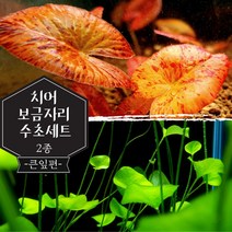 [미초] 연꽃 침대를 닮은 초보 수초 세트 (타이거로터스레드/타이완가가부타) / 치어 수초 / 베타 수초 / 구피 수초 / 새우 수초