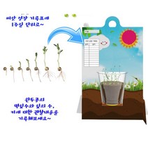 초등 식물의 성장 관찰 식물 키우기 액자형 화분 홈스쿨 과학실 세트, 일반형1인용