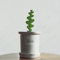 피쉬본 생선뼈 선인장 사무실 개업 집들이 선물 공기정화식물, 피쉬본 선인장