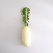 무 모형 1P