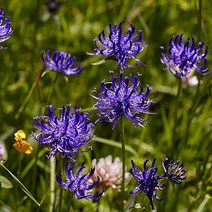 시즌플라워 [초화류]구슬잔대, 1개