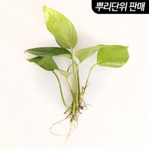바보사랑 스킨답서스 3촉 (베타수초 원예수초) .미미네아쿠아