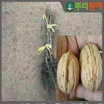 호두나무 신령 왕호두 묘목 신령호두묘목30cm내외 2주 hsc
