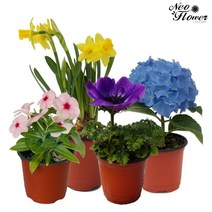 실내 공기정화식물 꽃 허브 다육 모종 화분 종류 반려식물 로즈마리 산세베리아, 꽃화분, F21.천리향