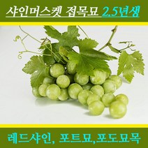 샤인머스켓 묘목 레드샤인머스켓 포도묘목