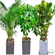 개업 축하 화분 특대형 전국 당일배송, 15. 킹벤자민