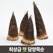삼시세끼연구소 최상급 담양 삶은 죽순 죽순채 생죽순 맹종죽 5kg 10kg, 5.생죽순 10kg
