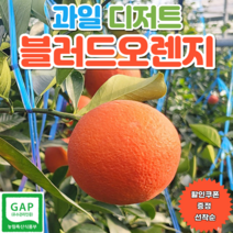 제주 블러드오렌지 제철 과일 디저트 산지직송 5kg 10kg, 1개