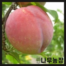 (나무농장) 자두나무 대왕자두 R3 결실주 분