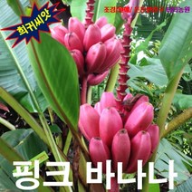 (희귀꽃씨) 노지월동 미니종 핑크바나나씨앗 5립, 상세페이지 참조