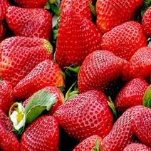 설향딸기/화분묘(4주묶음)/모종/k1119, 1개