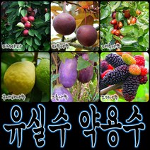 순희농장 대봉 모과 매실 홍도화 오디 구아바 오미자 포도 아로니아 칼슘 비파 보리수, 포도포트, 1개