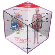 인체의구조(5명1set)-칼레이도 사이클_59507, 단품