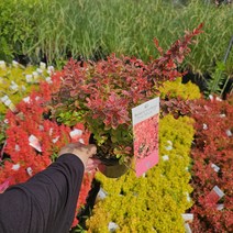 유럽 신품종 매자나무 11종 포트묘 조경수 관목, 코랄, 1개