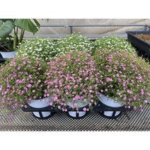 안개꽃 생화 공기정화식물 반려식물 야생화, 풍성한 화이트 안개꽃 (중형)