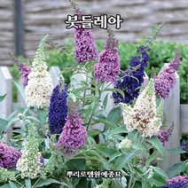 뿌리로템원예종묘_붓들레아(부들레아) 묘목 포트 4개 로얄레드 썬골드, 로얄레드 4개