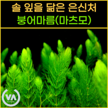 [비바소녀] 풍성한 솔잎 붕어마름(마츠모) 6촉 15촉 구피은신처 암브리아 붕어마름 마츠모 초보수초 레이아웃 부상수초