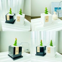 앙플랜트 피쉬본선인장 생선뼈선인장 블랙 화이트 모던화분 2종 세트, (1개만구매) 생선뼈선인장 / 화이트모던화분 set