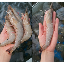 자연산 대하 500-1kg 자연산대하 왕새우 대하새우 대하구이 대하찜 대하요리, 자연산 대하 500g(15마리내외), 1개