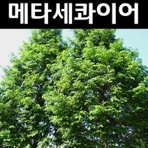 메타세콰이아 실생2년(뿌리) 5개/나무 묘목/활엽수/정원용