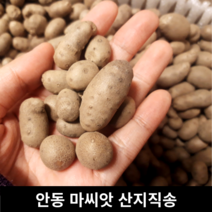 [국내산/국산] 안동 마씨앗 마씨 마종자 영여자 2kg 5kg 잉여자 참마씨앗 안동 마 산마 둥근마 마열매 산마씨앗 참마씨앗 안동참마 마씨앗5키로 마씨앗2kg 안동마씨앗 햇마씨앗, 1개