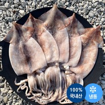 [최고다농수산] 주문진 당일조업 산오징어 선동오징어 초코오징어통찜 생물 활 오징어회, 선동 초코오징어 대 10미
