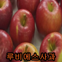 루비에스(미니사과)접1특1그루+앵두1+체리1 묶음 나무 묘목 과일나무 유실수