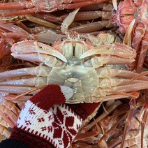 [자연맛남] 산지직송 영덕 대게 3마리 크기별, 03. 대게 3마리 (대/실속형), 상세설명 참조