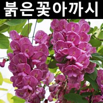 붉은꽃아까시 실생2년 뿌리(특) 5개/나무 묘목/활엽수/정원용