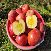 미스터 껍질째먹는 꿀사과 부사 가정용 흠집사과 못난이사과 5kg 10kg, 6. 소과 10kg (48-57과)