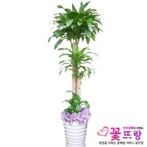 꽃뜨랑 전국배송 대형화분 행운목 해피트리 스투키 금전수 개업화분 당일배송꽃배달, A02 행운목, 1개