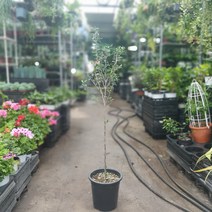 식물공장 아르베키나올리브나무 대품 70~120cm 299 야생화 공기정화식물 관엽식물
