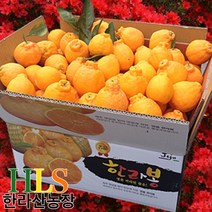 한라산농장 노지 한라봉 10KG 랜덤1종 발송(소중/중/대) 첫 수확 -불만시 무료반품-