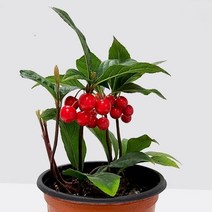 기타 바보사랑[마이플랜트]천냥금 자금우 백량금 만냥금 공기정화식물 소형 모종 생화 화분