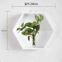 수경 화분 인테리어 수생 식물 천연 가습기 다육, B